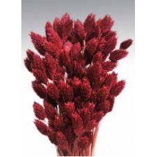 PHALARIS Berry 24"- 